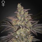 Green House Seed Frosted Guava Auto semena neobsahují THC 1 ks – Zboží Mobilmania