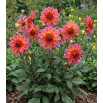 Jiřina 'Floorinoor' 1 ks – Zboží Dáma