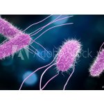 WEBLUX 176894218 Fototapeta papír 3D illustration of Salmonella Bacteria. Medicine concept. 3D ilustrace bakterií Salmonella. Koncept medicíny. rozměry 160 x 116 cm