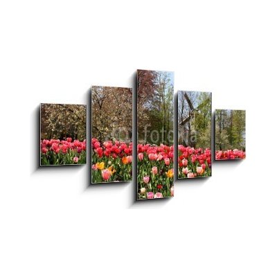 Obraz 5D pětidílný - 125 x 70 cm - Holland windmills and tulips Holland větrné mlýny a tulipány – Zboží Mobilmania