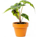 Gardners Alocasia Jacklyn, průměr 6 cm Alokásie, Alokázie – Zboží Dáma