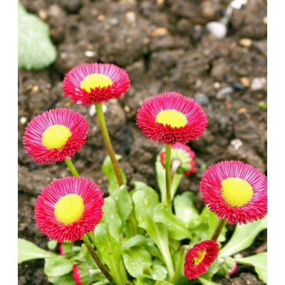 Sedmikráska Speedstar Plus Rose - Bellis perennis - semena - 40 ks