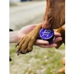 Ecopets balzám na tlapky a čenich s rakytníkem 30 ml – Hledejceny.cz