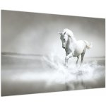 Obraz - Bílý kůň, jednodílný 90x60 cm – Hledejceny.cz