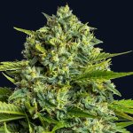 Anesia Seeds Sticky Boof semena neobsahují THC 3 ks – Zbozi.Blesk.cz