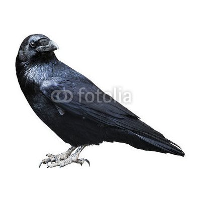 WEBLUX 73535109 Fototapeta papír Black raven. Bird isolated on white. Černý havran. Pták izolovaných na bílém. rozměry 160 x 116 cm – Hledejceny.cz