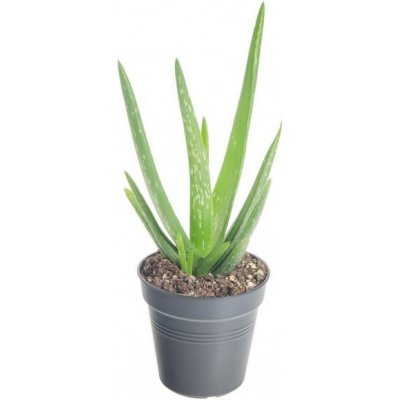 Aloe pravá, Aloe Vera, průměr květináče 10,5 cm – Zbozi.Blesk.cz