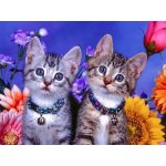 Norimpex Diamantové malování Dvě koťata 30 x 40 cm – Hledejceny.cz