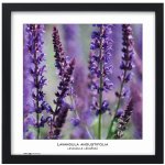 Fotorámeček TRADAG Natura 40 x 40 černý (2540_4001) – Zboží Živě