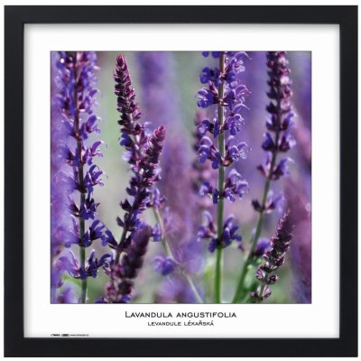 Fotorámeček TRADAG Natura 40 x 40 černý (2540_4001) – Zboží Živě