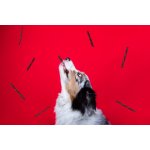 Marp Holistic Plus hovězí pamlsky pro psy 80 g – Hledejceny.cz