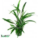 Cryptocoryne lucens – Zboží Dáma