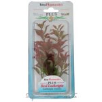 Tetra rostlina Red Ludwigia 23 cm – Zboží Mobilmania