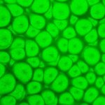 Pebeo Efektová barva Fantasy Prisme 45 ml Fluorescent Green – Hledejceny.cz