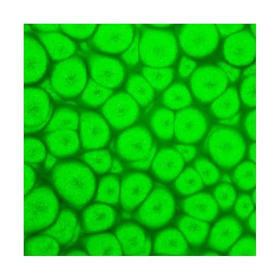 Pebeo Efektová barva Fantasy Prisme 45 ml Fluorescent Green – Hledejceny.cz