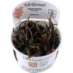 Hygrophila lancea Araguaia – Sleviste.cz