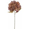 Květina Hortenzie - Hydrangea 'Espoo' starorůžová V81 cm
