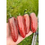 Jalapeno Senorita – Zboží Mobilmania