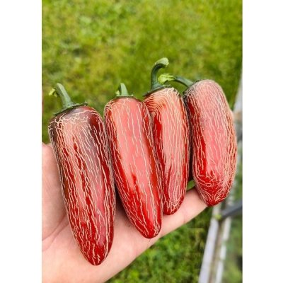 Jalapeno Senorita – Zboží Mobilmania