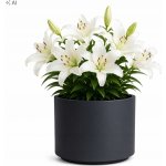 Prosperplast Květináč s vkladem HEOS 39 cm antracit – Hledejceny.cz