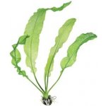 Aponogeton henkelianus – Zboží Mobilmania