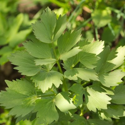 Libeček lékařský - Levisticum officinale - semena libečku - 115 ks – HobbyKompas.cz