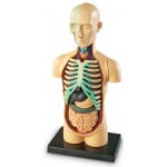 Learning Resources Anatomický model lidského těla – Zboží Mobilmania