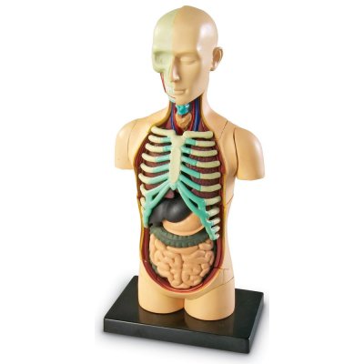 Learning Resources Anatomický model lidského těla