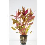 Alternanthera splendens - Plevuňka nádherná – Zboží Mobilmania