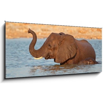 Obraz 1D panorama - 120 x 50 cm - Elephant in water, Etosha National Park Slon ve vodě, národní park Etosha – Zboží Mobilmania