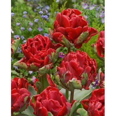 ROKOKO - RUDÝ TULIPÁN Množství cibulek v jednom balení: 15 ks – Sleviste.cz