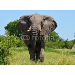 WEBLUX 51310158 Fototapeta plátno elephant at attack slon při útoku rozměry 330 x 244 cm