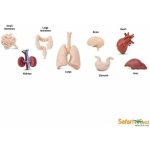 Tuba Lidské orgány – Zboží Mobilmania