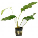 Anubias barteri - Anubias Barterův – Zboží Dáma