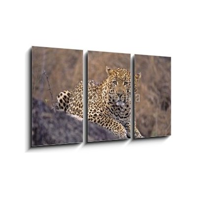 Obraz 3D třídílný - 90 x 50 cm - Africa-Leopard Afrika