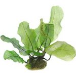 Aponogeton madagascariensis - Kalatka mřížovitá – Zboží Dáma