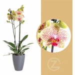 Orchidej Můrovec, Phalaenopsis Fancy Freckles, 2 výhony, žluto - vínová – Sleviste.cz