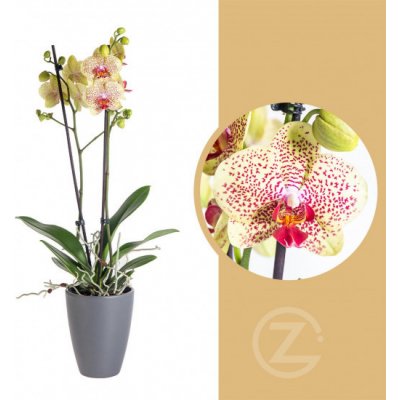 Orchidej Můrovec, Phalaenopsis Fancy Freckles, 2 výhony, žluto - vínová – Sleviste.cz