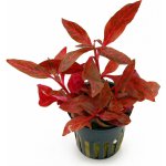 Alternanthera reineckii Red Ruby – Zbozi.Blesk.cz