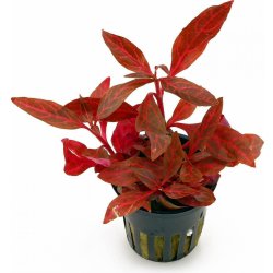 Alternanthera reineckii Red Ruby