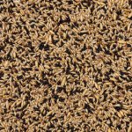 Deli Nature 50 Canaries Basic 4 kg – Hledejceny.cz