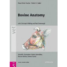 Bovine Anatomy