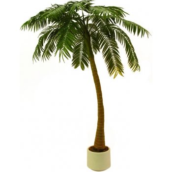 Palma 1-kmenná 300 cm