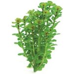 Rotala indica - Kolovka indická – Hledejceny.cz