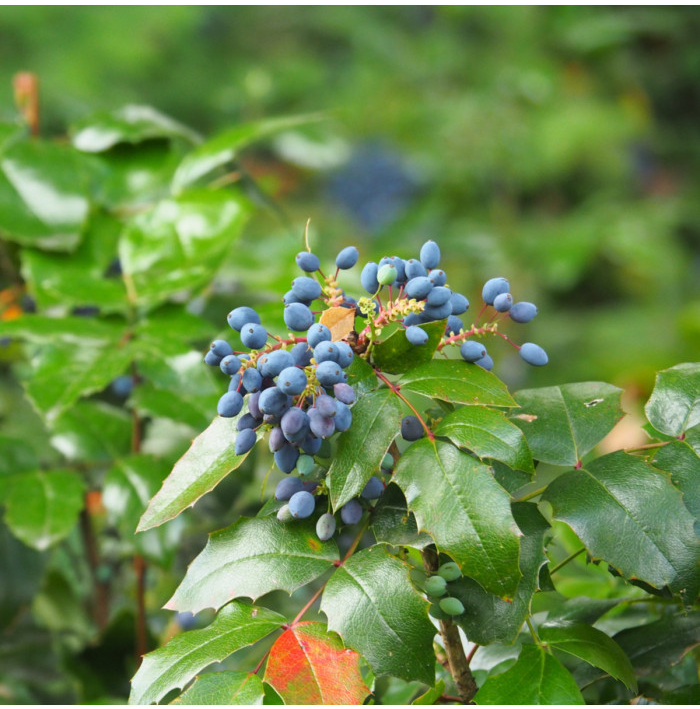 Mahónie cesmínolistá - Mahonia aquifolium - osivo mahónie - 5 ks