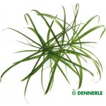 Cyperus alternifolius – Sleviste.cz