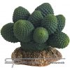 Hobby Kaktus Atacamma 7 cm