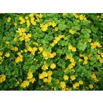 Lysimachia nummularia – Zboží Dáma