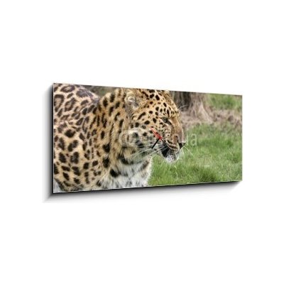 Obraz s hodinami 1D panorama - 120 x 50 cm - leopard leopard dobrý kočka