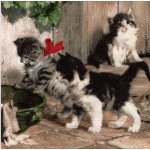 ubrousek 33 x 33 cm koťátka – Zboží Dáma